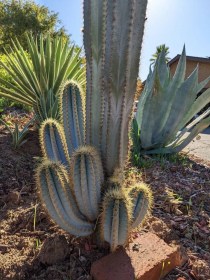 Kék Fáklyakaktusz - kaktusz - Pilosocereus pachycladus, Pilosocereus pachycladus, fagyérzékeny, gyümölcs